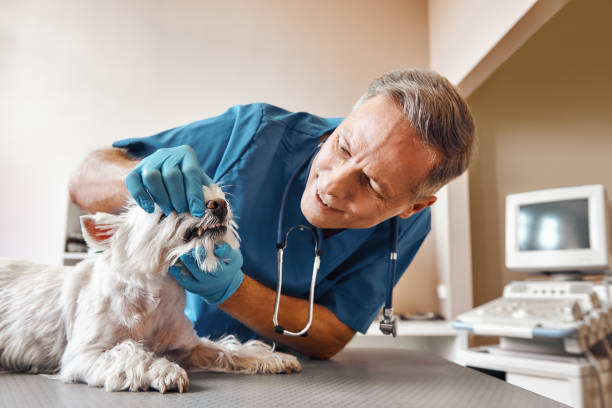 Best Emergency Root Canal Treatment in Coloma, MI
